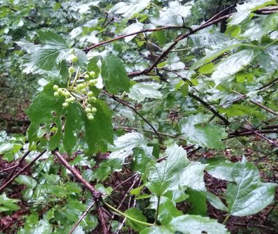 Viburnum sargentii, photographed by Николай Соболев