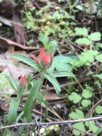 Castilleja pruinosa, photographed by Brandon Corder