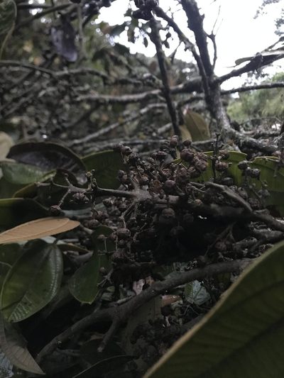 Meriania macrophylla, photographed by Nicolás Baresch Uribe