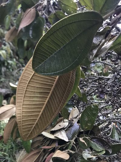 Meriania macrophylla, photographed by Nicolás Baresch Uribe