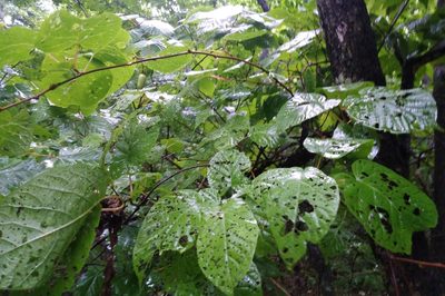 Actinidia kolomikta, photographed by Николай Соболев