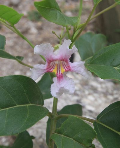Catalpa longissima, photographed by Brian Oakes Haiti Hunter
