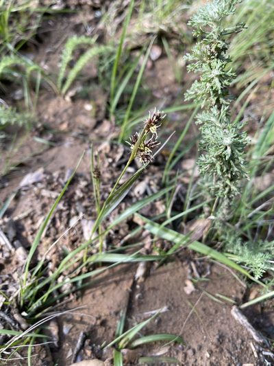 Luzula macrantha, photographed by Dee Shea Himes