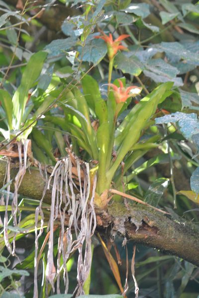 Canistropsis billbergioides, photographed by B. Phalan