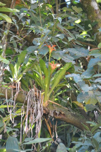 Canistropsis billbergioides, photographed by B. Phalan