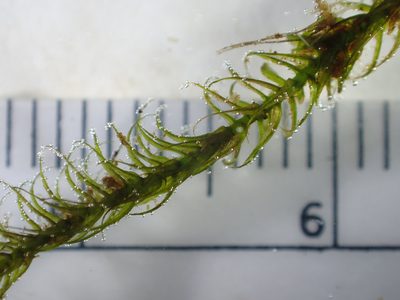 Drepanocladus longifolius, photographed by Matt Bowser