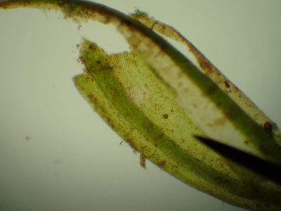 Drepanocladus longifolius, photographed by Matt Bowser