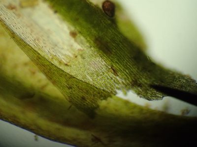 Drepanocladus longifolius, photographed by Matt Bowser