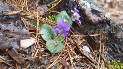 Viola villosa, photographed by Noland Martin