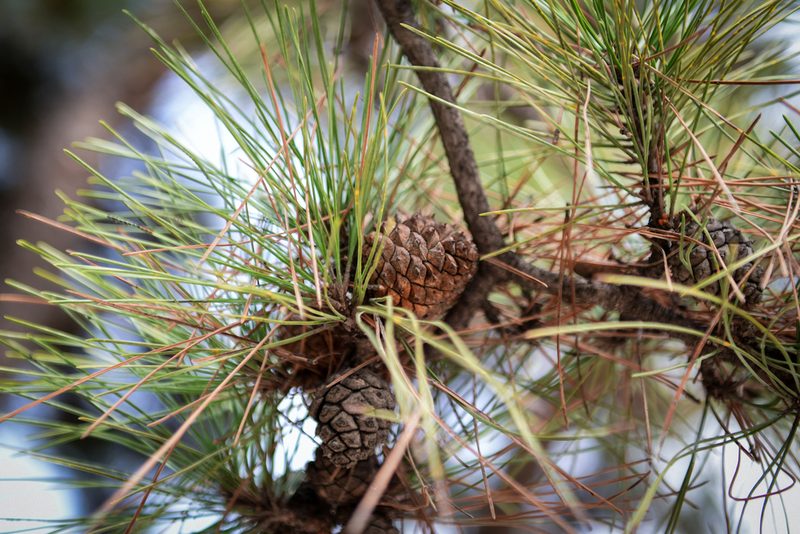 Pinus tabuliformis, photographed by Yi CHEN