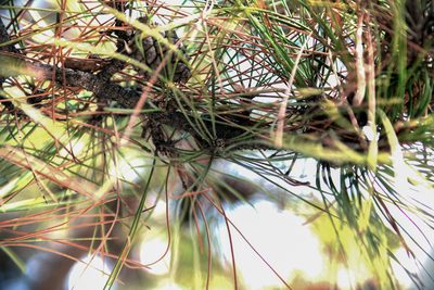 Pinus tabuliformis, photographed by Yi CHEN