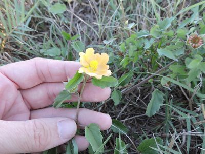 Malvastrum aurantiacum, photographed by Sam Kieschnick