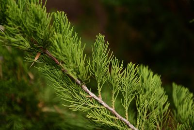 Juniperus chinensis, photographed by Yi CHEN