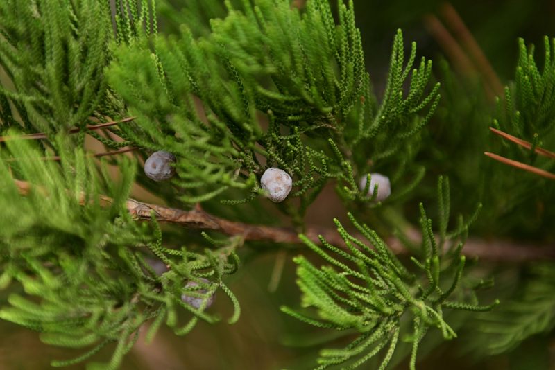 Juniperus chinensis, photographed by Yi CHEN