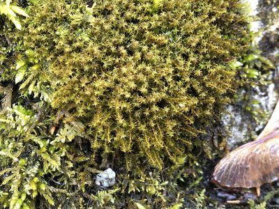 Geheebia ferruginea, photographed by Jason Grant