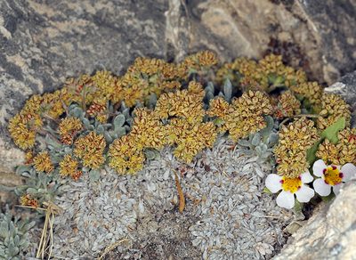 Eriogonum gilmanii, photographed by Steve Matson