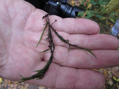 Fontinalis dalecarlica, photographed by Chris Hoess