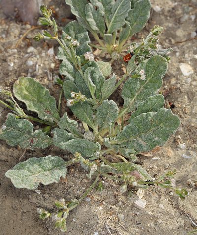 Eriogonum gossypinum, photographed by Steve Matson
