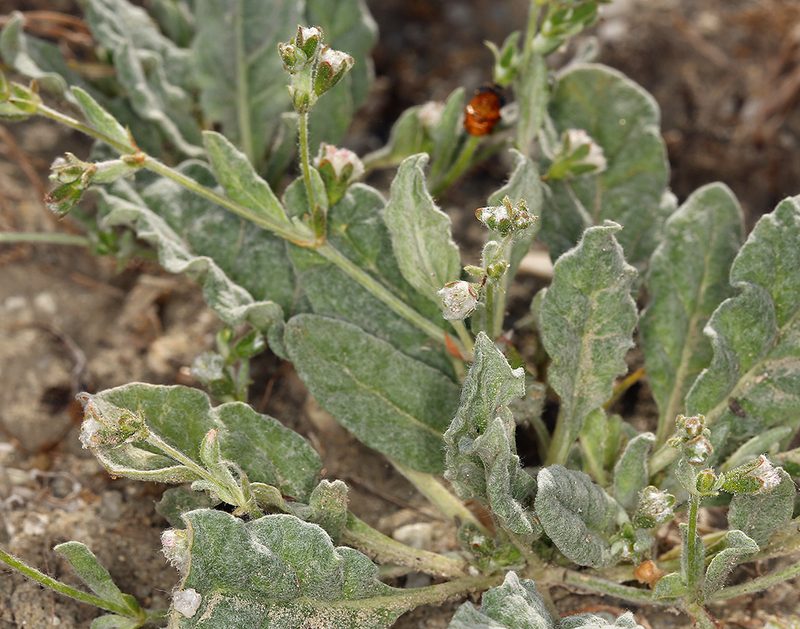 Eriogonum gossypinum, photographed by Steve Matson