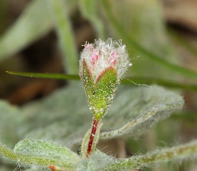 Eriogonum gossypinum, photographed by Steve Matson