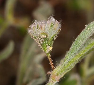Eriogonum gossypinum, photographed by Steve Matson