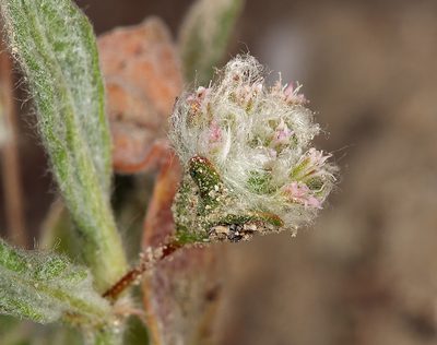 Eriogonum gossypinum, photographed by Steve Matson