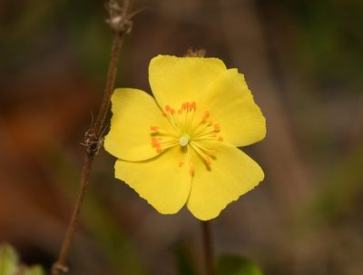 Crocanthemum corymbosum, photographed by Mike Ostrowski