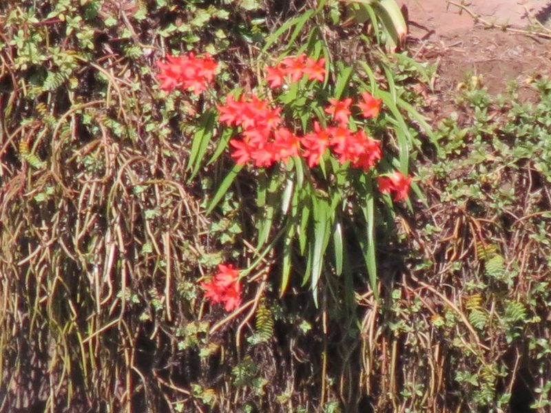 Cyrtanthus sanguineus, photographed by Louis L. Lodder