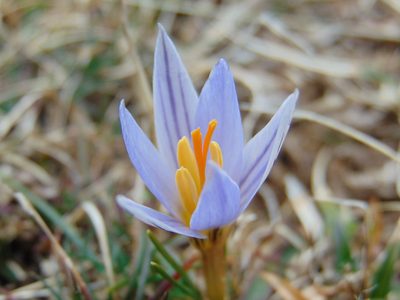 Crocus variegatus, photographed by viridian