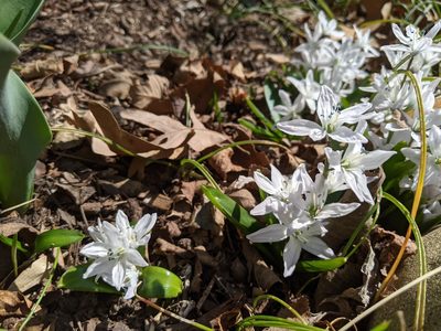 Scilla mischtschenkoana, photographed by Adrienne van den Beemt