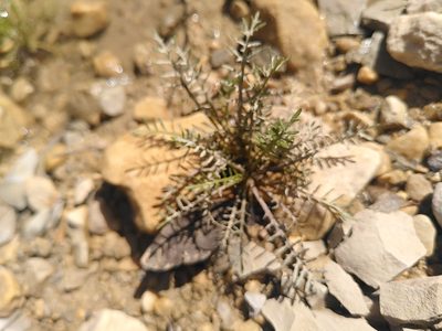 Sisymbrella aspera, photographed by Yves Bas