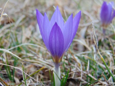 Crocus dalmaticus, photographed by viridian