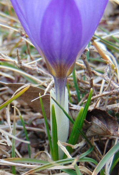 Crocus dalmaticus, photographed by viridian