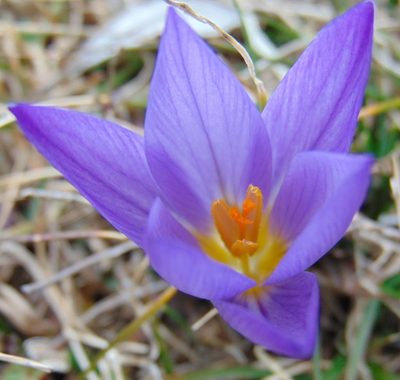 Crocus dalmaticus, photographed by viridian