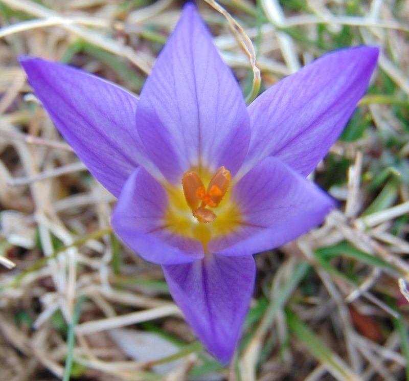 Crocus dalmaticus, photographed by viridian