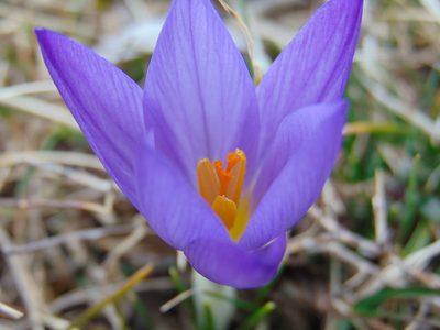 Crocus dalmaticus, photographed by viridian