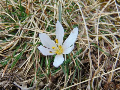 Colchicum hungaricum, photographed by viridian