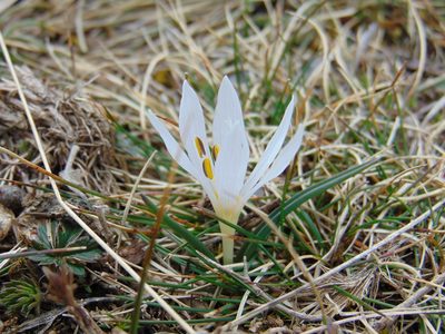Colchicum hungaricum, photographed by viridian