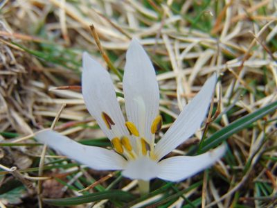 Colchicum hungaricum, photographed by viridian