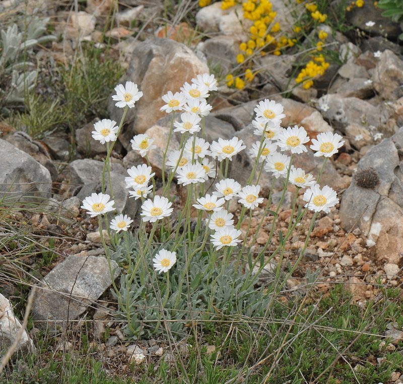 Achillea ageratifolia, photographed by Todd Boland