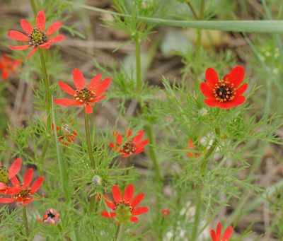Adonis flammea, photographed by Todd Boland