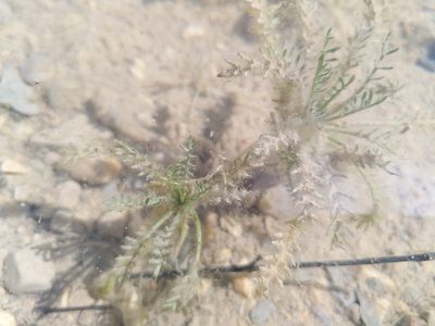 Sisymbrella aspera, photographed by Yves Bas
