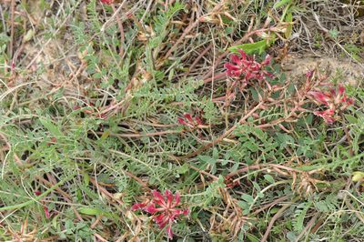 Astragalus spruneri, photographed by Todd Boland