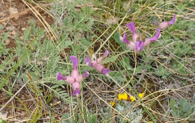 Astragalus vesicarius, photographed by Todd Boland