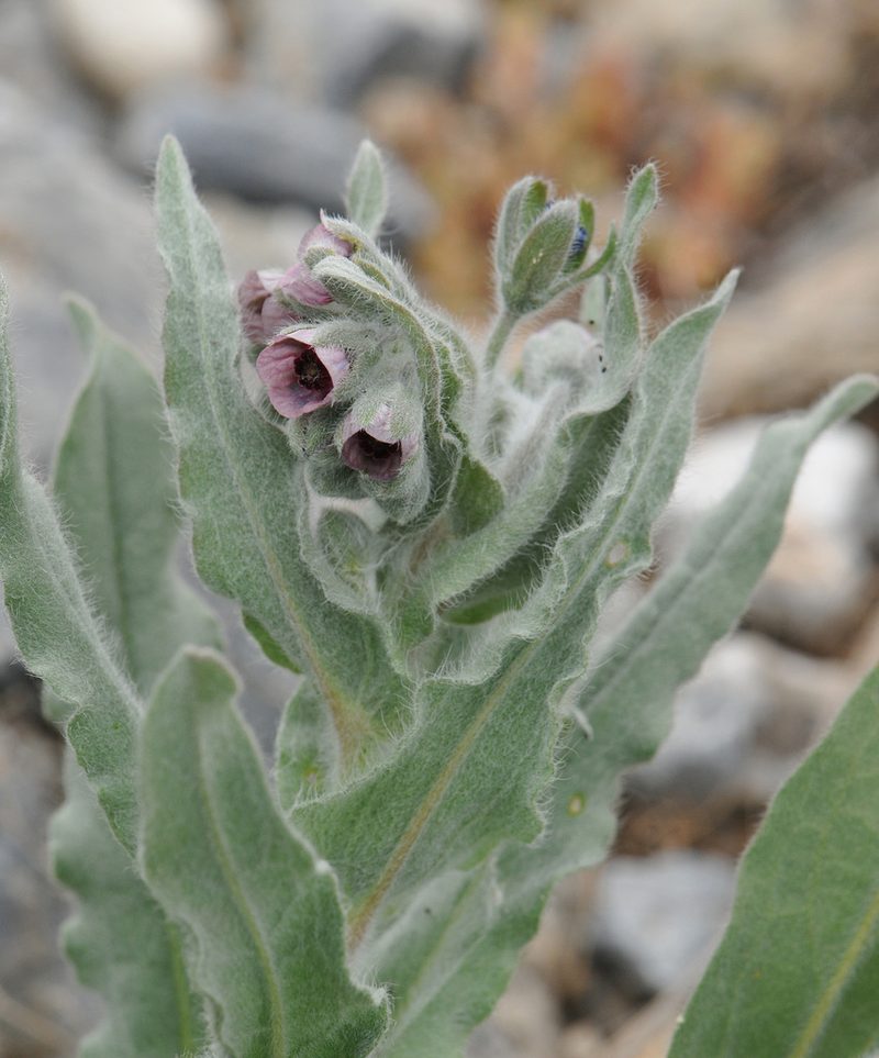 Cynoglossum columnae, photographed by Todd Boland