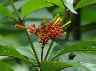 Isertia haenkeana, photographed by Todd Boland