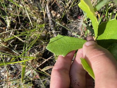 Quercus minima, photographed by brycelee