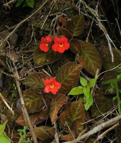 Episcia cupreata, photographed by Todd Boland