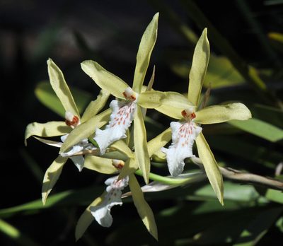 Miltonia flavescens, photographed by Todd Boland