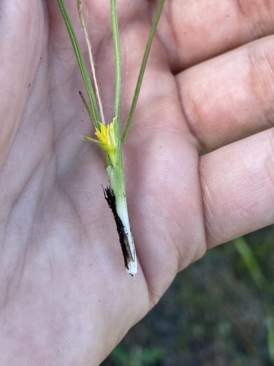 Hypoxis wrightii, photographed by brycelee